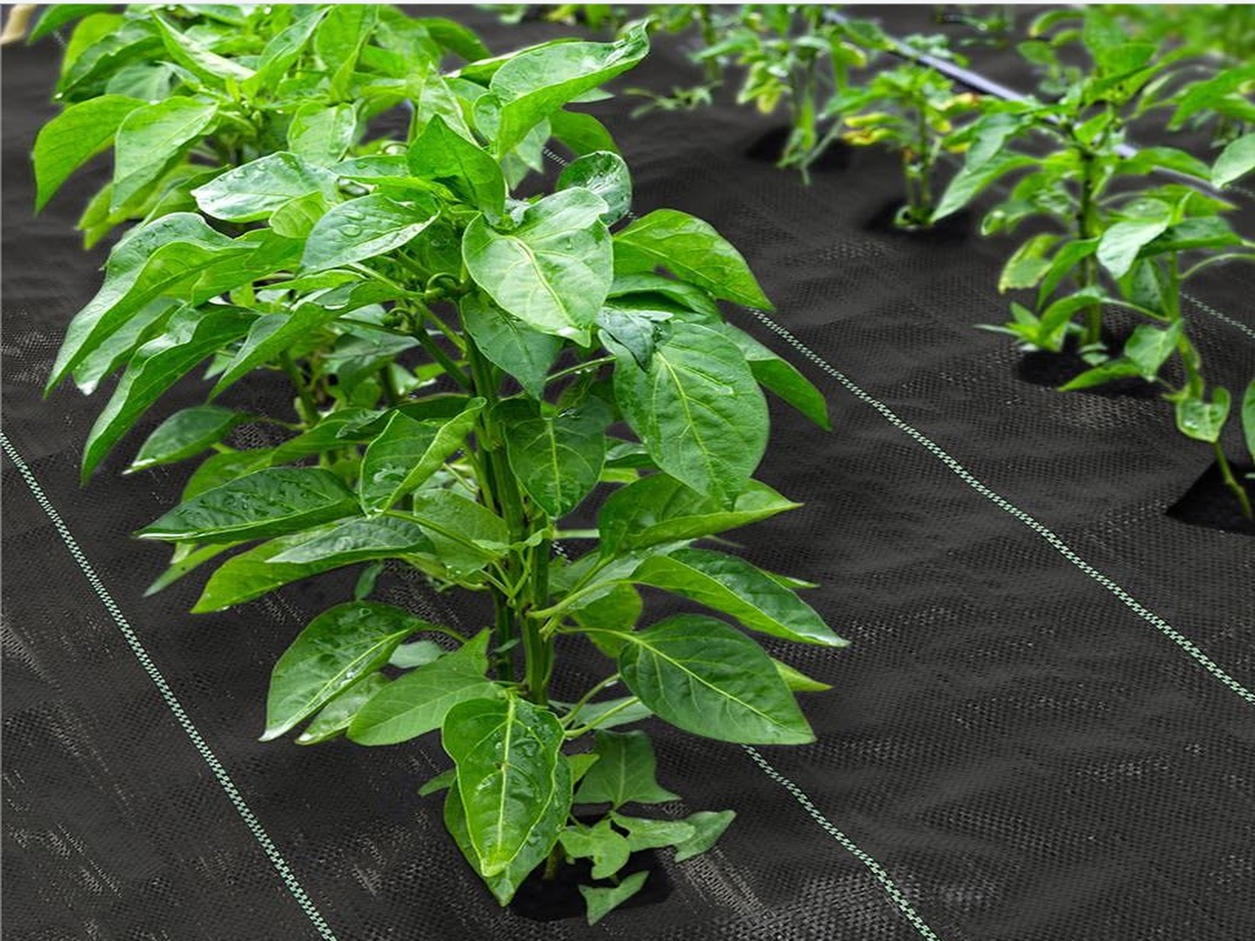aotusoa 5 m x 5 m onkruiddoek, tuinvlies voor tuin, waterdoorlatend aotusoa 5 m x 5 m onkruiddoek, tuinvlies voor tuin, waterdoorlatend